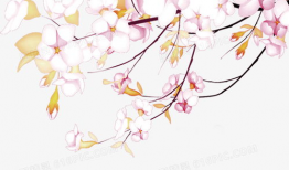 樱花漫画图片,一幅春日浪漫画卷